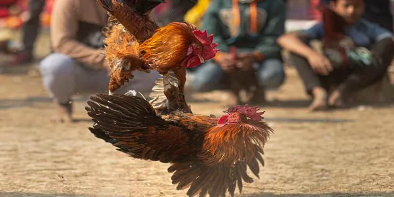 Cách soi kèo đá gà bách trúng từ chuyên gia 